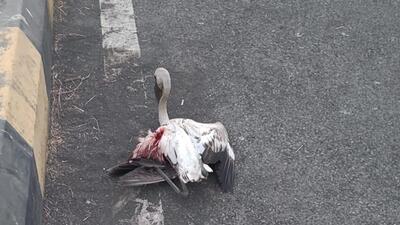 Three more flamingoes died after crashing into CIDCO sign board at Nerul Jetty Three more flamingoes died after crashing into CIDCO sign board at Nerul Jetty