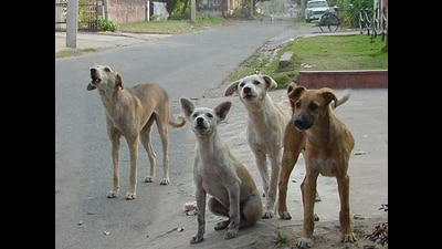 After sterilisation, the dogs will be released back in the same area from where they were picked up. (HT Photo)