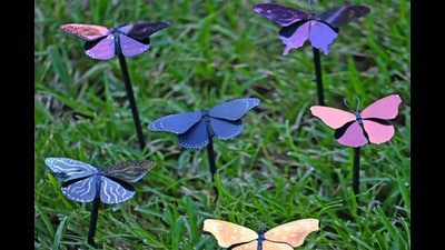 Butterfly installations coated with the structural paint. The challenge was finding a structure that would reflect light in a fixed way, without the shade changing as the viewer moved. This was cracked by researchers at the University of Central Florida. (Courtesy Debashis Chanda / UCF) Butterfly installations coated with the structural paint. The challenge was finding a structure that would reflect light in a fixed way, without the shade changing as the viewer moved. This was cracked by researchers at the University of Central Florida. (Courtesy Debashis Chanda / UCF)