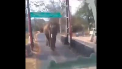 The image shows an elephant approaching a bus while crossing a road. (X/@supriyasahuias) The image shows an elephant approaching a bus while crossing a road. (X/@supriyasahuias)