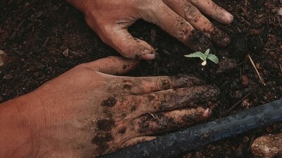 Contribute to environmental sustainability by planting trees, which not only benefits the planet but also provides a lasting symbol of growth and renewal. (Unsplash) Contribute to environmental sustainability by planting trees, which not only benefits the planet but also provides a lasting symbol of growth and renewal. (Unsplash)