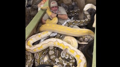 Snapshot of Jay Brewer sitting in middle of snakes. (Instagram/@jayprehistoricpets ) Snapshot of Jay Brewer sitting in middle of snakes. (Instagram/@jayprehistoricpets )