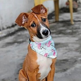 Coco is a puppy with minimal tantrums and maximum snuggles. Coco is a puppy with minimal tantrums and maximum snuggles.