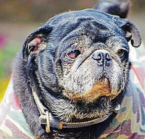 Franky, a senior dog, is looking for a family who will help heal his old wounds of abandonment. Franky, a senior dog, is looking for a family who will help heal his old wounds of abandonment.