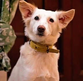 Sweety gets along with humans, cats and dogs! But she gets uncomfortable around children. Sweety gets along with humans, cats and dogs! But she gets uncomfortable around children.