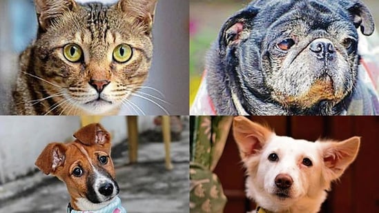 Meet the animals in Delhi-NCR, who are searching for forever homes this week.