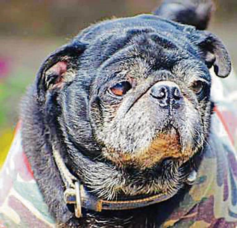 Franky, a senior dog, is looking for a family who will help heal his old wounds of abandonment.