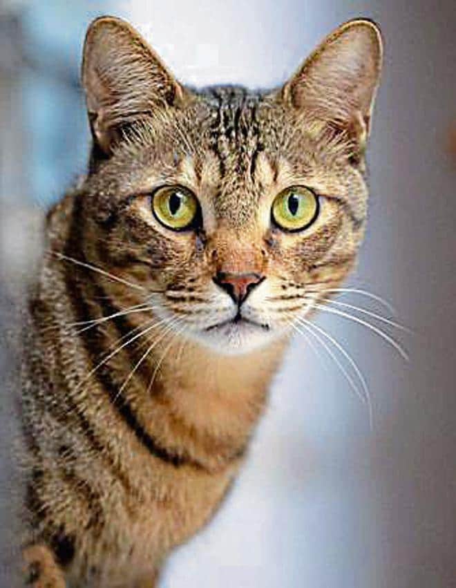 Kiwi is a low maintenance cat and will prove to be a great companion.
