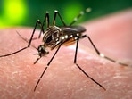 A Chikungunya virus is an arthropod-borne alphavirus which is transmitted by mosquitoes. One of its most prominent side effects is that it can cause severe pain and other joint issues in the body.  (REPRESENTATIVE IMAGE)