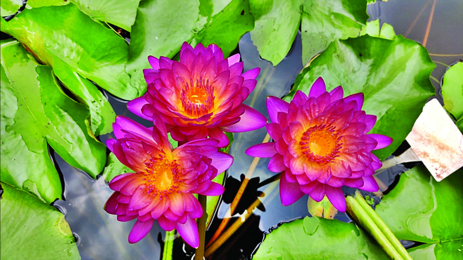 Planting a rainbow: Meet Kerala's globally recognised water lily hybridiser - Vimarsana News