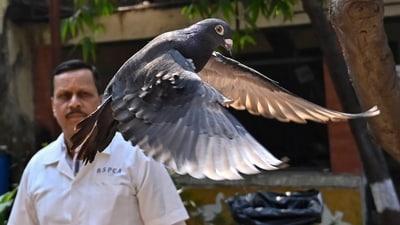 A pigeon that was captured eight months back near a port after being suspected to be a Chinese spy, is released at a vet hospital in Mumbai, India, Tuesday, Jan.30, 2024. (Anshuman Poyrekar/Hindustan Times via AP) (AP)