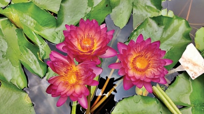 Nymphaea Sree, a tropical day-blooming plant that Viji Abi created via cross-breeding, sprouts 52-petalled flowers in a deep pink, with an orange base. Nymphaea Sree, a tropical day-blooming plant that Viji Abi created via cross-breeding, sprouts 52-petalled flowers in a deep pink, with an orange base.