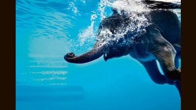 The elephant in the pool (Shutterstock) The elephant in the pool (Shutterstock)