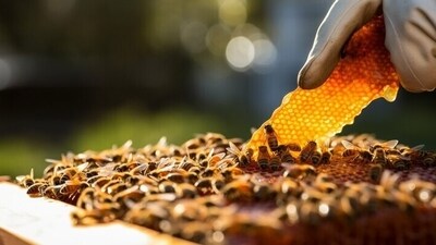 Bee pollen: A superfood packed with protein, vitamins, and enzymes, bee pollen supports immune function and enhances vitality.&nbsp; (Freepik)