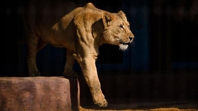 Calcutta High Court will hear a plea on Tuesday by the Bengal wing of the Vishwa Hindu Parishad (VHP) which has challenged the West Bengal forest department's move to allegedly keep a lion named 'Akbar' with a lioness named 'Sita' in the same enclosure at Siliguri's Safari park. (AFP)
