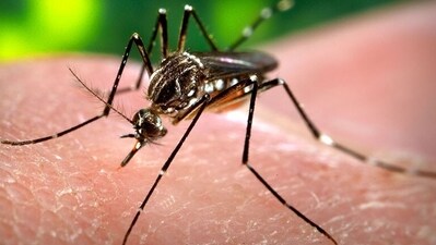 A Chikungunya virus is an arthropod-borne alphavirus which is transmitted by mosquitoes. One of its most prominent side effects is that it can cause severe pain and other joint issues in the body.  (REPRESENTATIVE IMAGE)