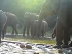 Tamil Nadu: A herd of elephants drinking water from a water trough in a forest. 