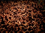 Picture from the 'naked men' festival in Japan. Picture from the 'naked men' festival in Japan.