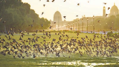 A bird atlas helps the states to look at the change in bird diversity and density over the years. (HT Archive) A bird atlas helps the states to look at the change in bird diversity and density over the years. (HT Archive)