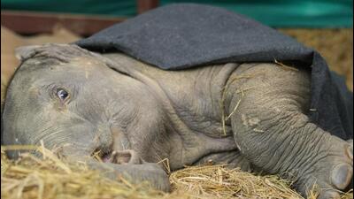 A thick blanket protects Bani from severe cold. (PHOTO: WILDLIFE SOS) A thick blanket protects Bani from severe cold. (PHOTO: WILDLIFE SOS)