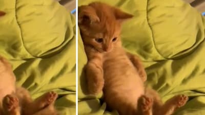 Eleven pet cats poisoned to death at an apartment in Bengaluru: Report (Pic for representation) (Reddit/@1Hate17Here) Eleven pet cats poisoned to death at an apartment in Bengaluru: Report (Pic for representation) (Reddit/@1Hate17Here)