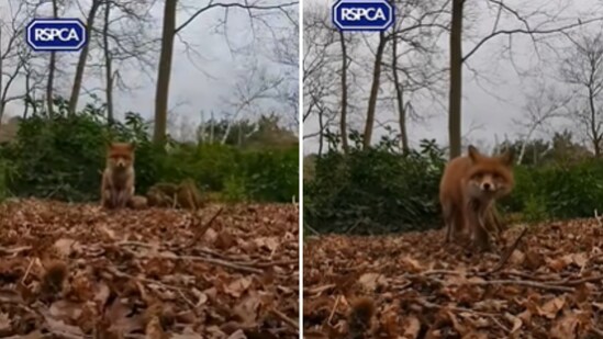 The image, taken from a selfie video, shows a curious fox looking into a phone’s camera. (YouTube/@rspca_official)