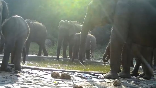 Tamil Nadu: A herd of elephants drinking water from a water trough in a forest. (X/@supriyasahuias)