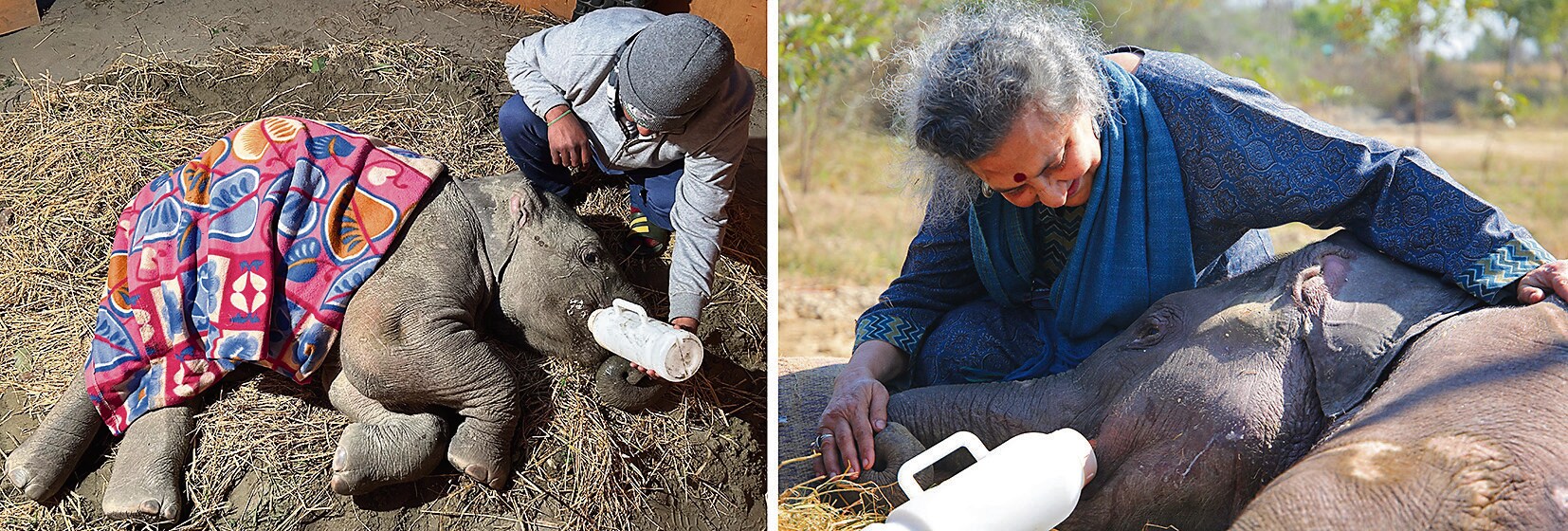 Bani is cleaned and massaged daily and her wounds dressed to prevent infections. (Wildlife SOS ) Bani is cleaned and massaged daily and her wounds dressed to prevent infections. (Wildlife SOS )
