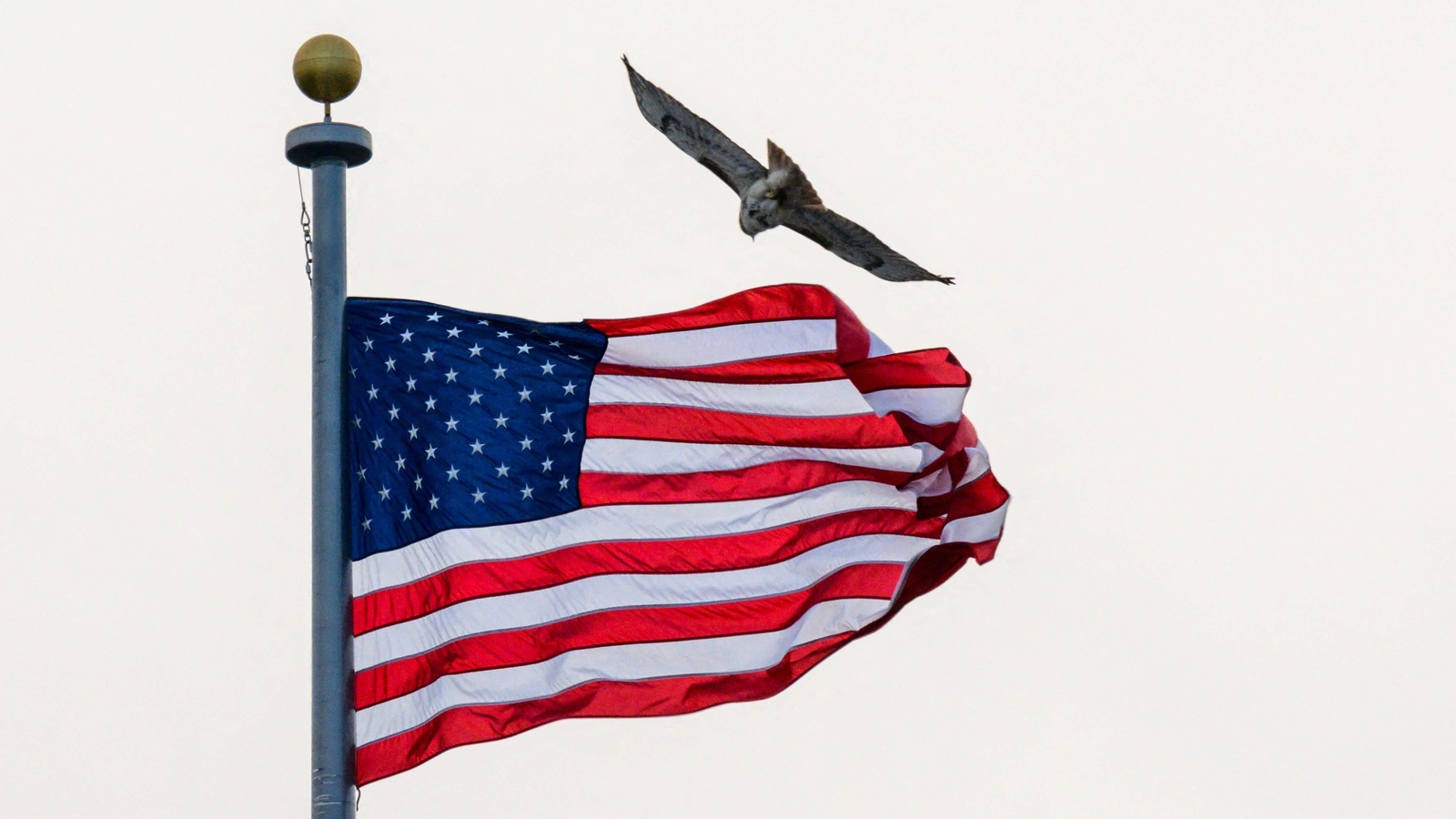 'Only 3% applicants to get green card in 2024', study exposes faults in US laws - Vimarsana News