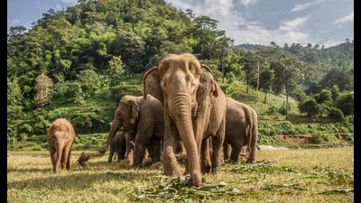 Forest officials said, elephants were spotted around Gummalapur, Anniyallu, and Gandi areas for the past few days (Shutterstock) Forest officials said, elephants were spotted around Gummalapur, Anniyallu, and Gandi areas for the past few days (Shutterstock)