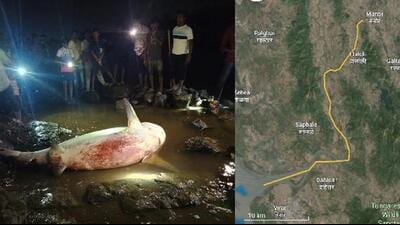 Local fishermen said the pregnant bull shark was sighted 40km upstream in the Vaitarna even though sharks usually swim about 7 or 8 km into creeks and rivers in Palghar district.