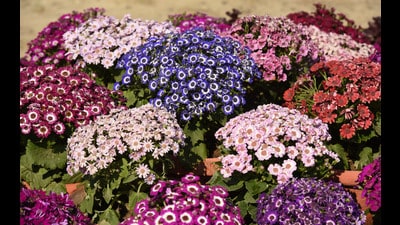 This is the 36th edition of the exhibition, and the theme flower of this year is stock, said organisers. (HT Archive) This is the 36th edition of the exhibition, and the theme flower of this year is stock, said organisers. (HT Archive)