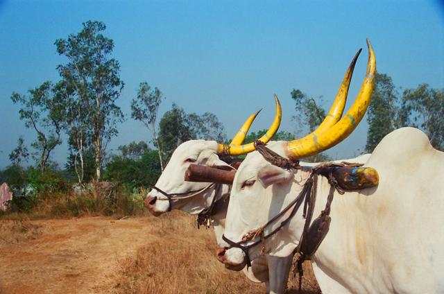 “Bullocks are yoked in labour. Not in love.” (Shutterstock) “Bullocks are yoked in labour. Not in love.” (Shutterstock)