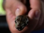 For any intervention to prevent and treat snakebite successfully, data of its prevalence is the first step. (REUTERS image for representational purpose) For any intervention to prevent and treat snakebite successfully, data of its prevalence is the first step. (REUTERS image for representational purpose)