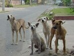 Last week, in a different incident, more than 20 dogs were shot dead by a few unknown men in Mahabubnagar. (HT Photo) (File) Last week, in a different incident, more than 20 dogs were shot dead by a few unknown men in Mahabubnagar. (HT Photo) (File)