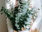 Eucalyptus__pot