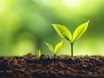 Farmers often rely on potash as a fertiliser to replenish their field's potassium, but the price of the mineral can be quite volatile. (Shutterstock) Farmers often rely on potash as a fertiliser to replenish their field's potassium, but the price of the mineral can be quite volatile. (Shutterstock)