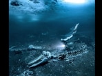 Picture of Whale Bones that Alex Dawson. Picture of Whale Bones that Alex Dawson.