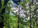Forest (Representative Image)