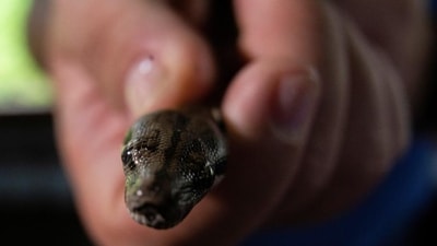 For any intervention to prevent and treat snakebite successfully, data of its prevalence is the first step. (REUTERS image for representational purpose) For any intervention to prevent and treat snakebite successfully, data of its prevalence is the first step. (REUTERS image for representational purpose)