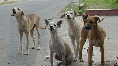 Last week, in a different incident, more than 20 dogs were shot dead by a few unknown men in Mahabubnagar.  (HT Photo) (File)