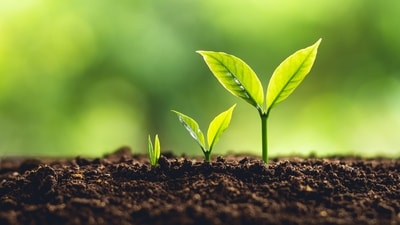 Farmers often rely on potash as a fertiliser to replenish their field's potassium, but the price of the mineral can be quite volatile.  (Shutterstock)