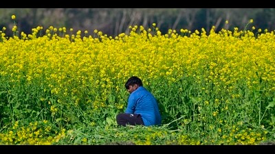 The PAU advisory cautions farmers against unnecessary irrigation activities and underscores the need for strategic agricultural maneuvers. (HT File Photo) The PAU advisory cautions farmers against unnecessary irrigation activities and underscores the need for strategic agricultural maneuvers. (HT File Photo)