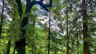 Forest (Representative Image) Forest (Representative Image)