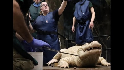 Snapshot of the alligator on whom the doctors operated. Snapshot of the alligator on whom the doctors operated.