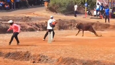 Bull chasing the players during a local cricket match. (X/@mufaddal_vohra) Bull chasing the players during a local cricket match. (X/@mufaddal_vohra)