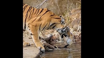 Tiger picking up a plastic bottle from a waterbody in a national park in Maharashtra. (X/@sachin_rt) Tiger picking up a plastic bottle from a waterbody in a national park in Maharashtra. (X/@sachin_rt)