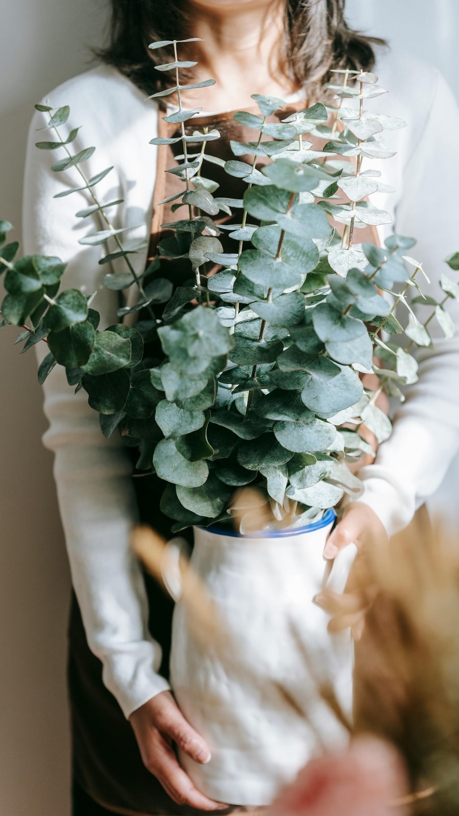 Eucalyptus__pot