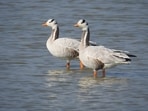 The Bar-headed geese are amongst the highest-flying birds in the world, flying over the Himalayas when they migrate