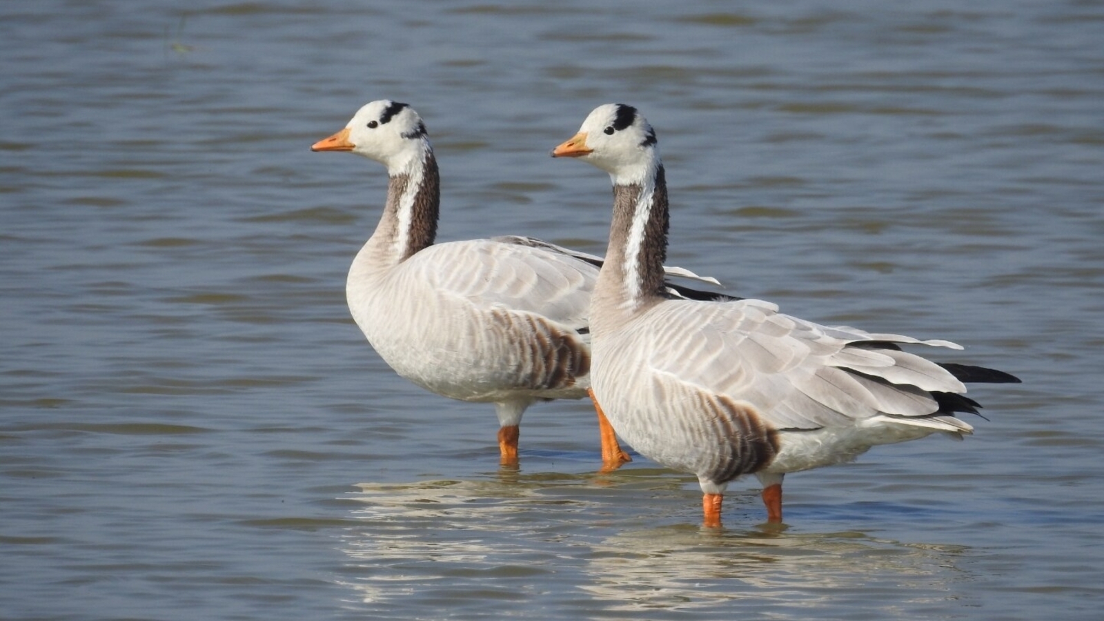 Why India hosting the Central Asian flyway is a big deal - Vimarsana News